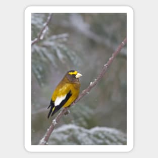 Evening Grosbeak - Algonquin Park Sticker